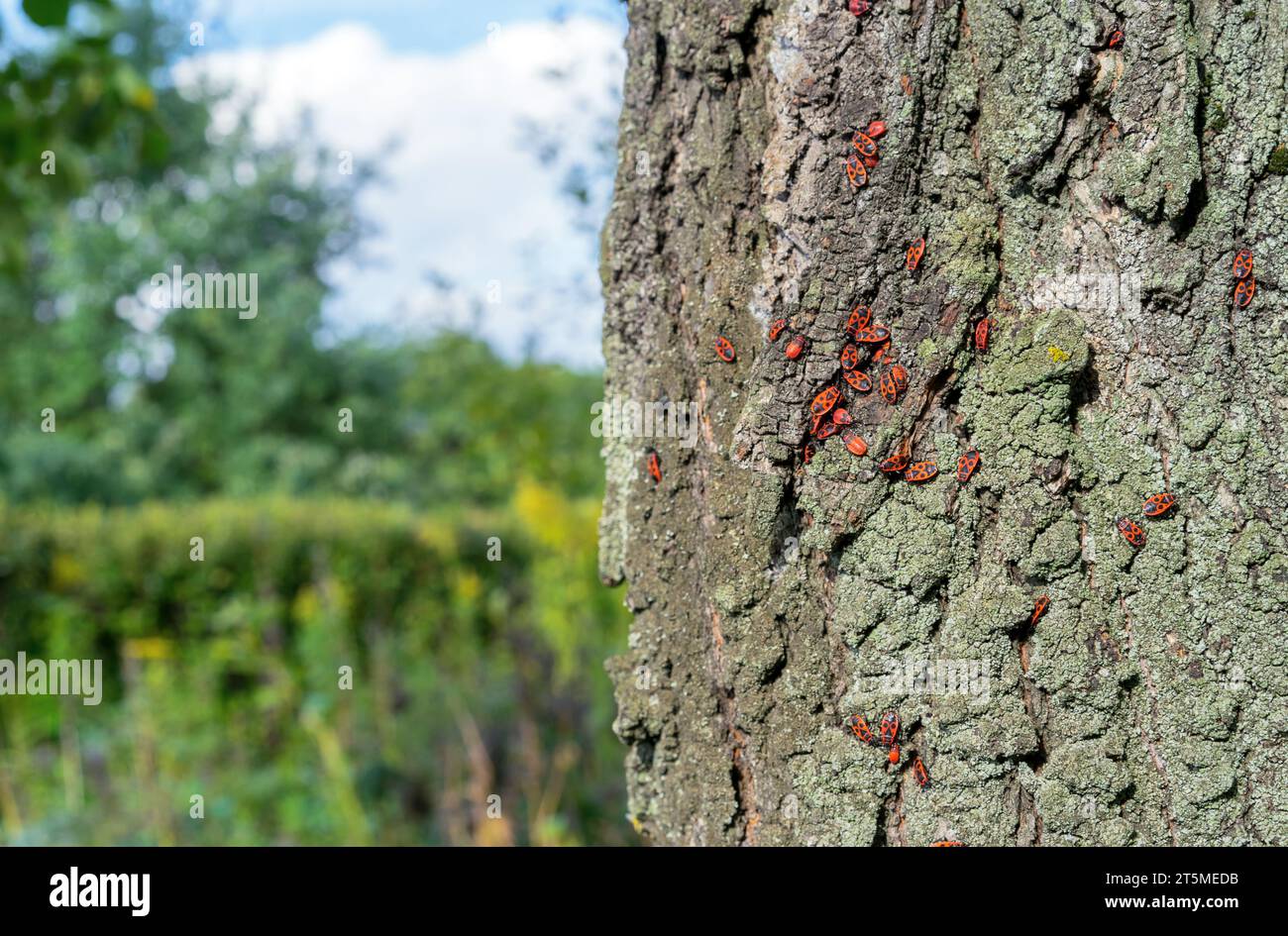 Kolonie von Wanzen oder Roten Wanzen, Moskalik, moskal, Soldatenwanzen, kosaken, flügellose rote Käfer - ein Insekt der Familie der roten Käfer kriecht durch Baumrinde. Stockfoto