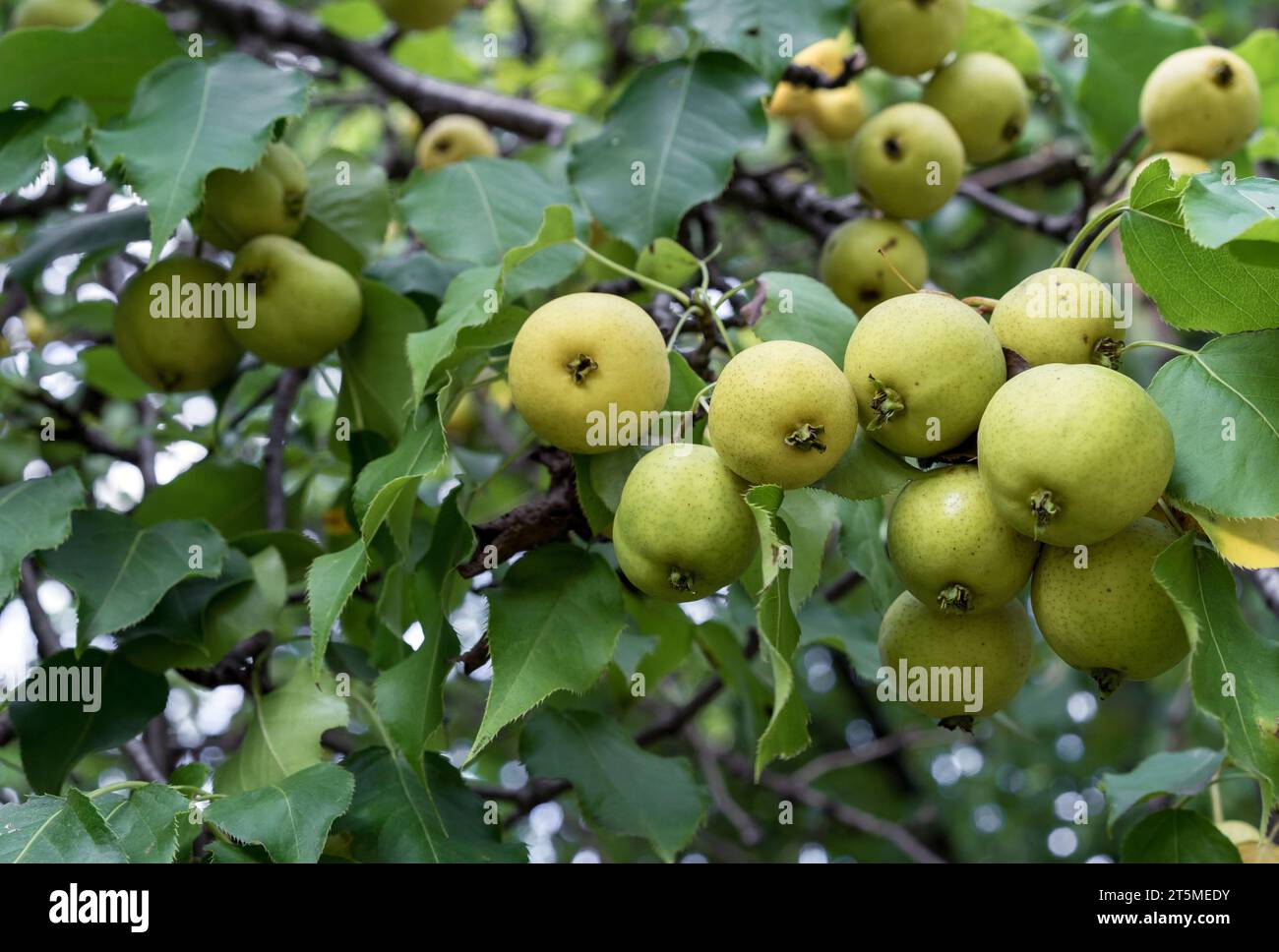 Reife Birnen hängen an einem Birnenzweig im Garten. Stockfoto