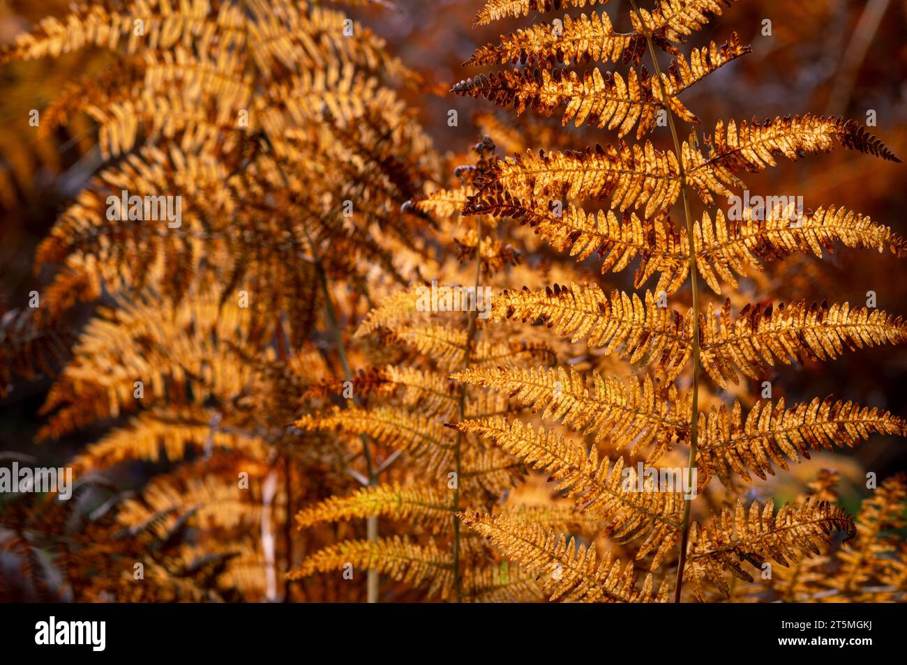 Farne im Herbst im New Forest, England Stockfoto