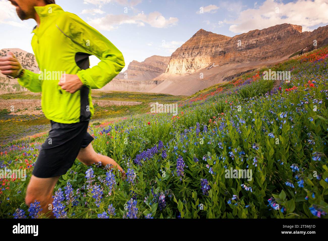 Man Trail läuft auf einer mit Wildblumen gefüllten Wiese unterhalb des Gipfels des Mt. Timpanogos, Salt Lake City, Utah. Stockfoto