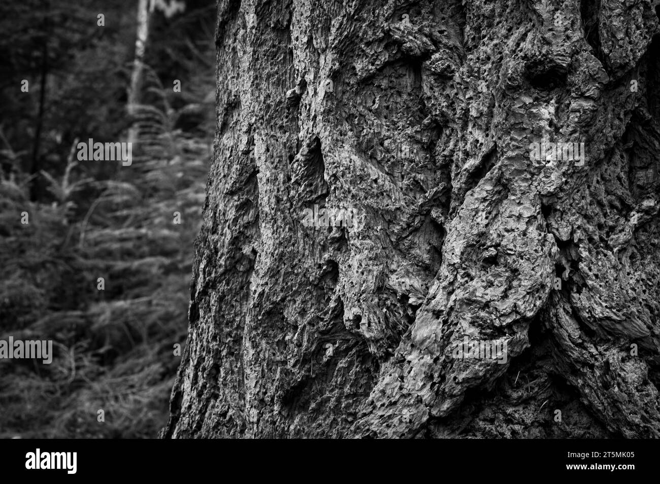 Alte Bäume im New Forest, England, in Schwarz-weiß Stockfoto