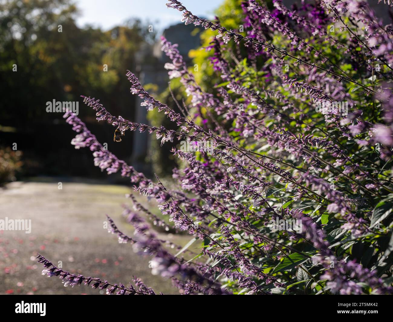 Eine Hummel, die mit Blumen in einem Park interagiert. Stockfoto