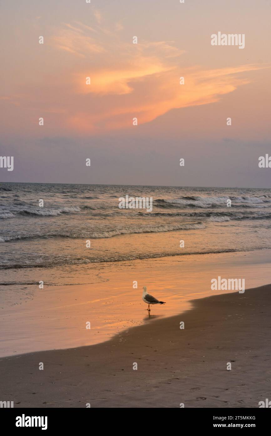 Möwe am Strand. Reflexion der Wolken auf dem Meer. Orangefarbener Sonnenuntergang. Montpellier, Südfrankreich Stockfoto