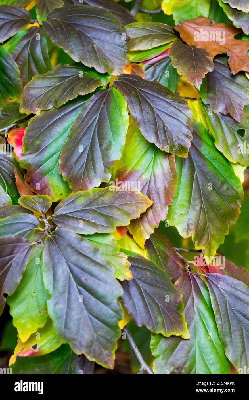 Parrotia, Laub, Persisches Eisenholz, Blätter, Parrotia persica 'Vanessa' Stockfoto