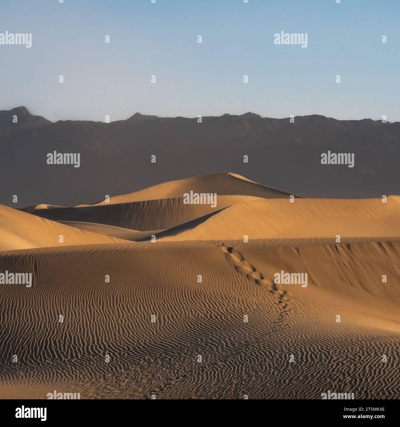 Death Valley, USA. Mesquite flacht am frühen Morgen Sanddünen ab. Fußtritte in den Sand, die zur Spitze der Düne führen. Klarer, trüber Himmel, Berge in der Ferne. Stockfoto