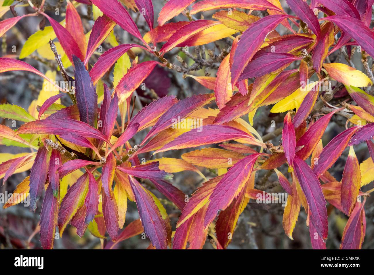 Herbstfärbung Forsythia viridissima „Bronxensis“ Forsythia Laub herbstliches Laub Pflanzenblätter verwandeln sich im November Garten des Roten Strauchs Stockfoto