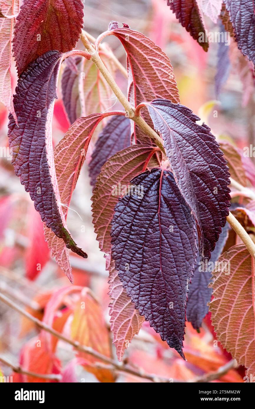 Herbst, dunkel, Blätter, Viburnum plicatum Mariesii, rot, Blatt, in, November, Pflanze Stockfoto