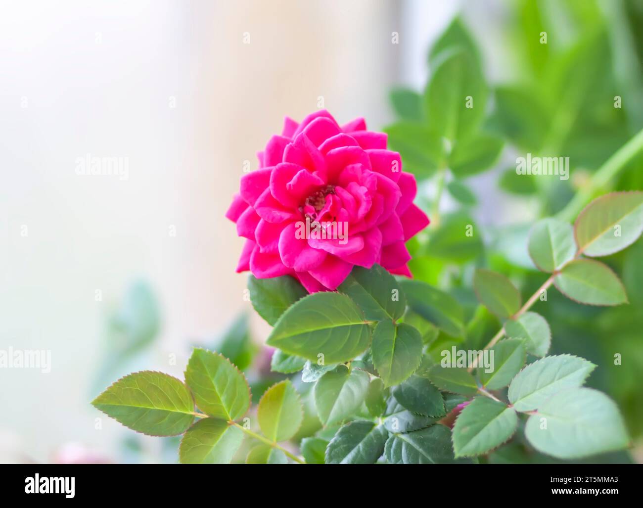 Rosenblume in einem Blumentopf. Dekorative Hauspflanze. Stockfoto