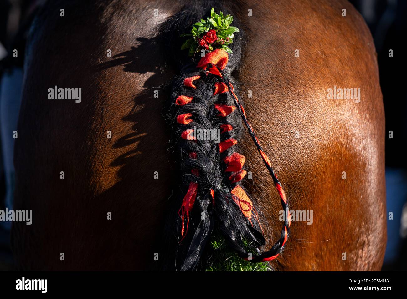 06. November 2023, Bayern, Bad Tölz: Der Schwanz eines Pferdes ist mit Bändern und Blumen für den Leonhardi-Ritt in Bad Tölz verziert. Foto: Lennart Preiss/dpa Stockfoto