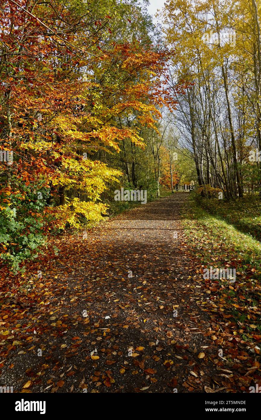 Der Sett Valley Trail, New Mills, Derbyshire im Herbst Stockfoto