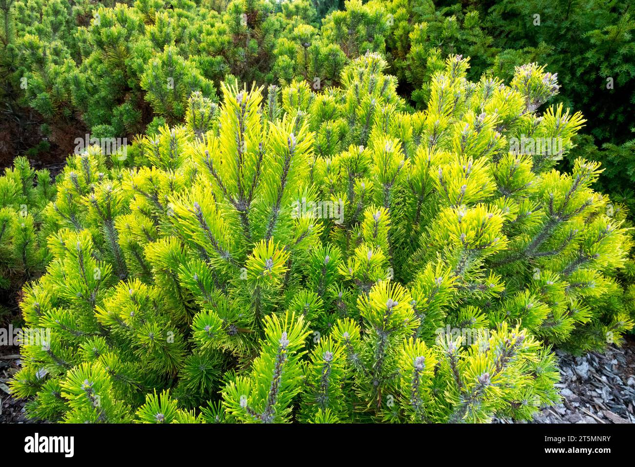 Golden, Yellow, Pine, Pinus mugo „Winter Gold“ im Garten Pinus Winter Gold Stockfoto