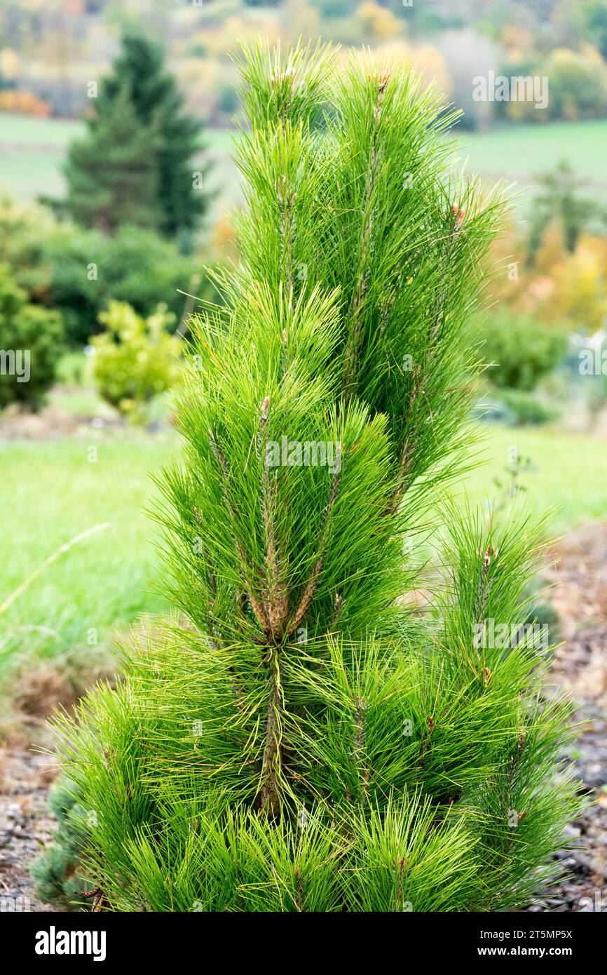 Japanische Rotkiefer, Pinus densiflora 'Fastigiata' im Garten Stockfoto