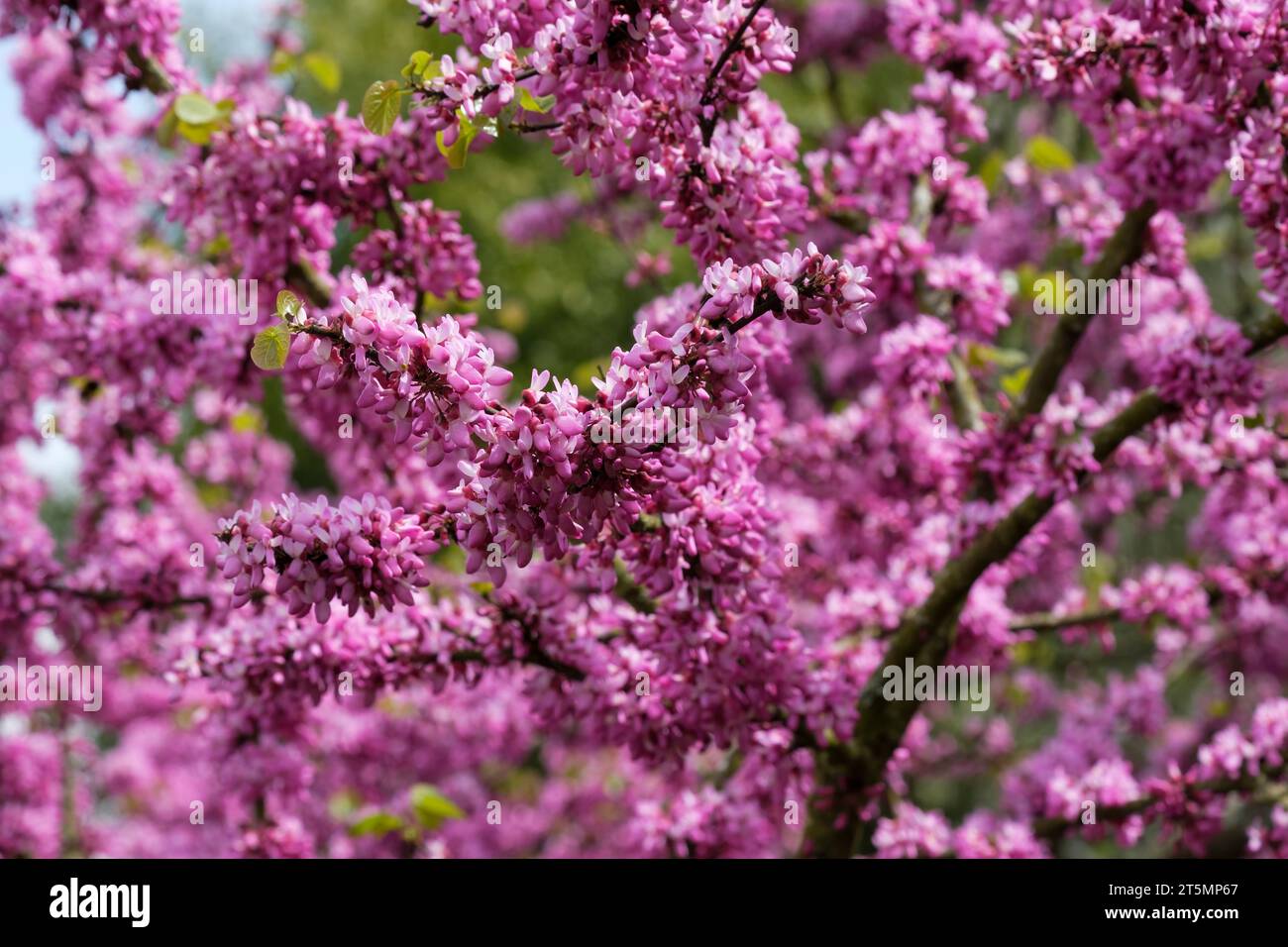 Cercis siliquastrum, Judas-Baum, Judas-Baum, tiefrosa Blüten im Frühling, Stockfoto