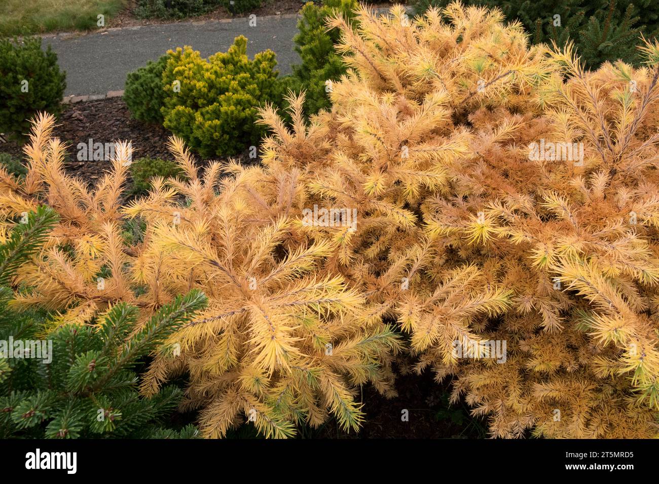 Nadeln, Konifer, Laub, Herbst, Japanische Lärche, Larix kaempferi 'Jarpren', Zwerg, Baum im November Garten Stockfoto