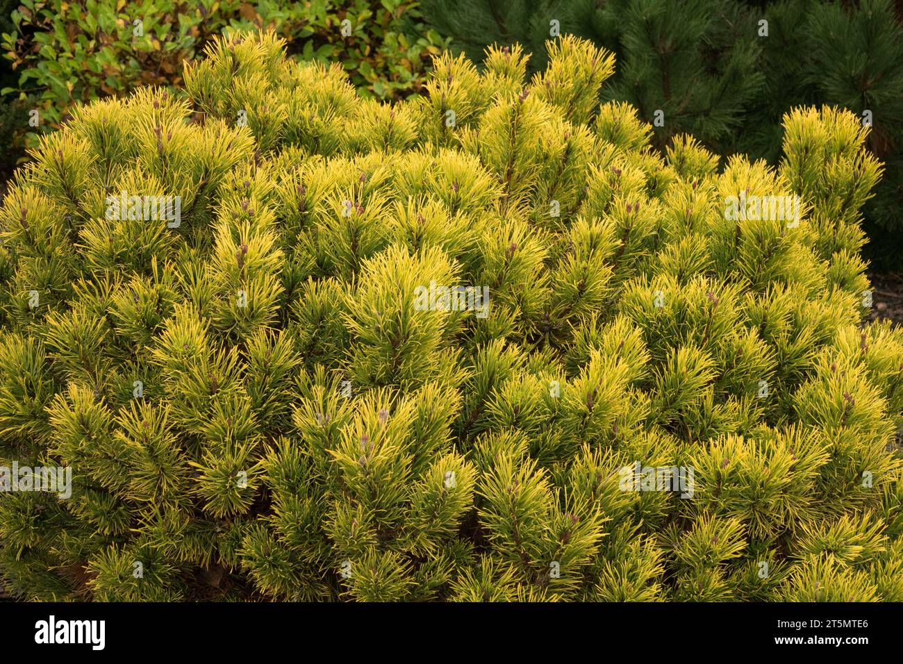 Kiefer, Pinus mugo „Carsten“ oder „Carstens Wintergold“ Stockfoto