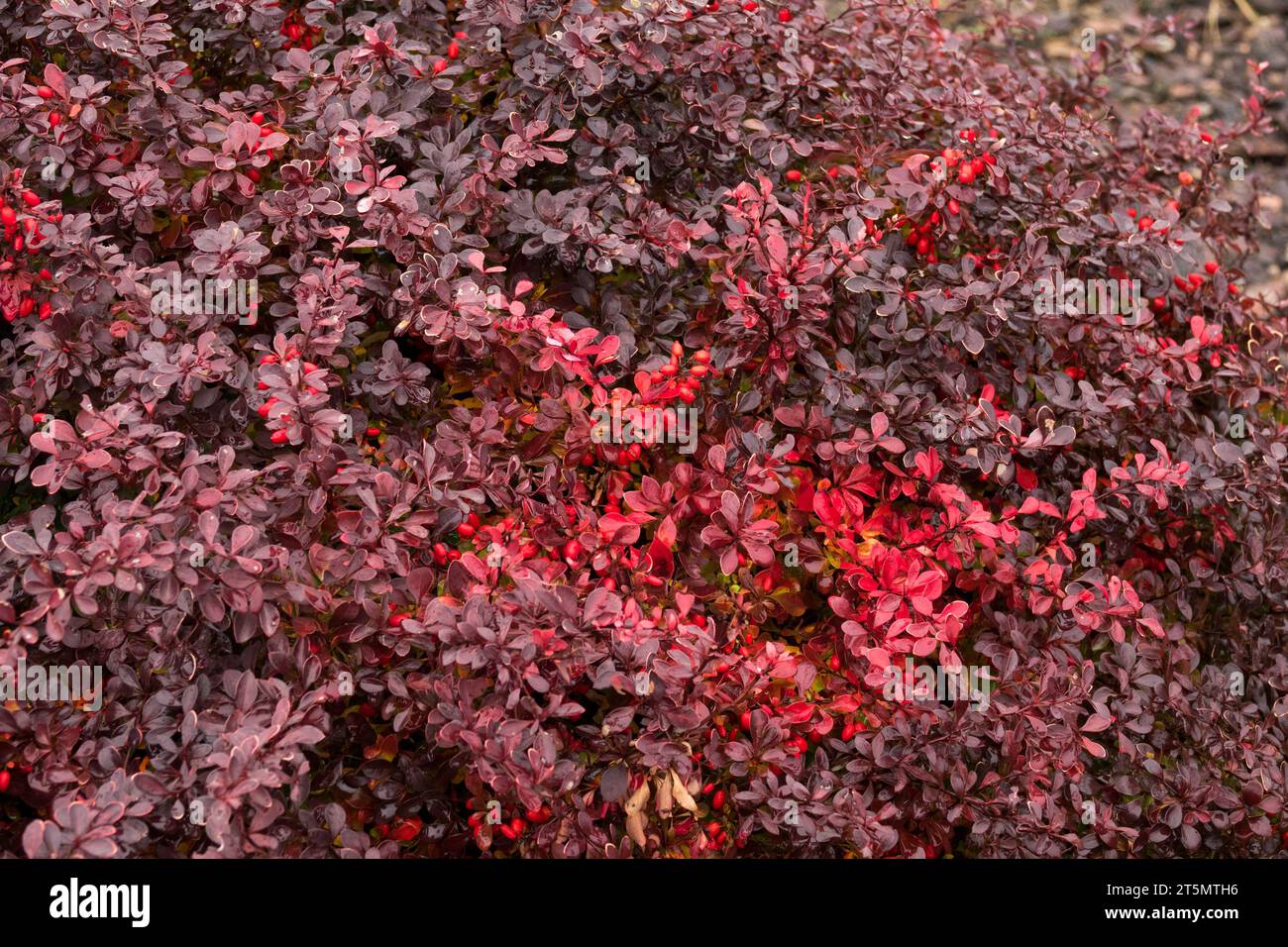 Herbstliche Farbe von Berberitze, Herbst, Laub, Berberis thunbergii, Dunkel, rot, Berberis thunbergii „Feuerball“ Stockfoto