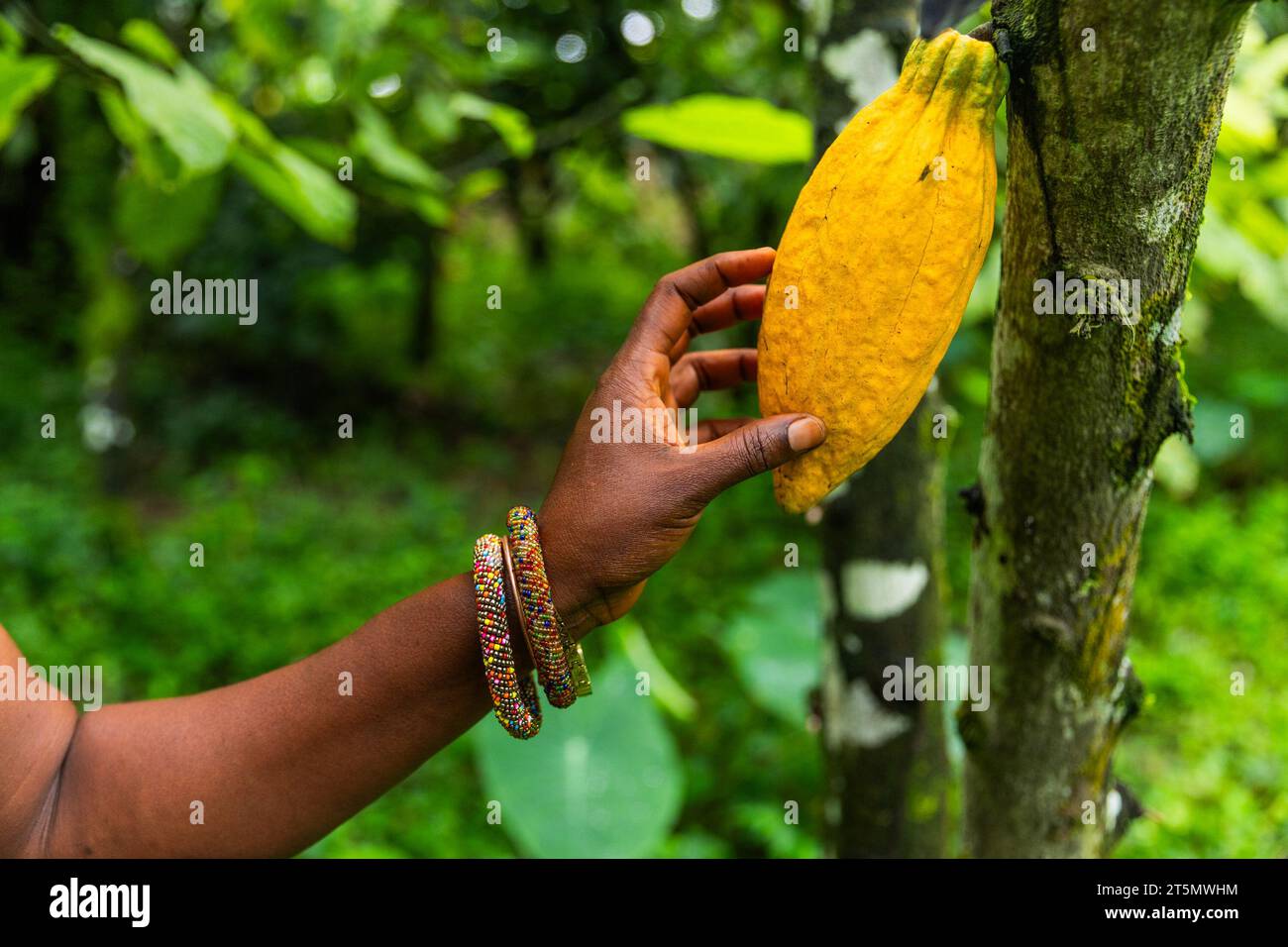 Nahaufnahme einer Person, die eine große, reife gelbe Kakaoschote berührt, die am Baum befestigt ist. Stockfoto