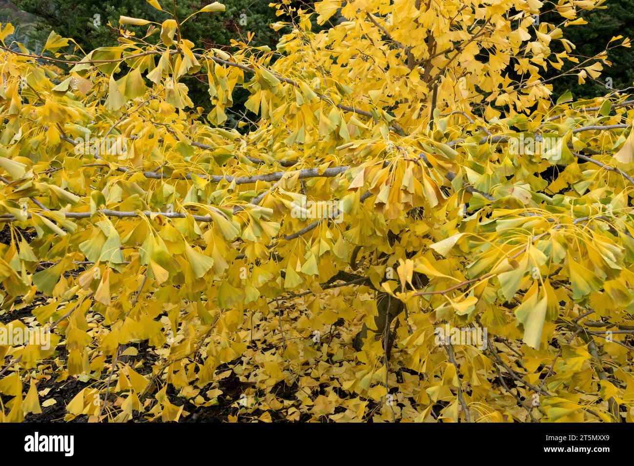 Auflösung -Fotos -Bildmaterial ginkgo Alamy – hoher und in gold Autumn biloba autumn