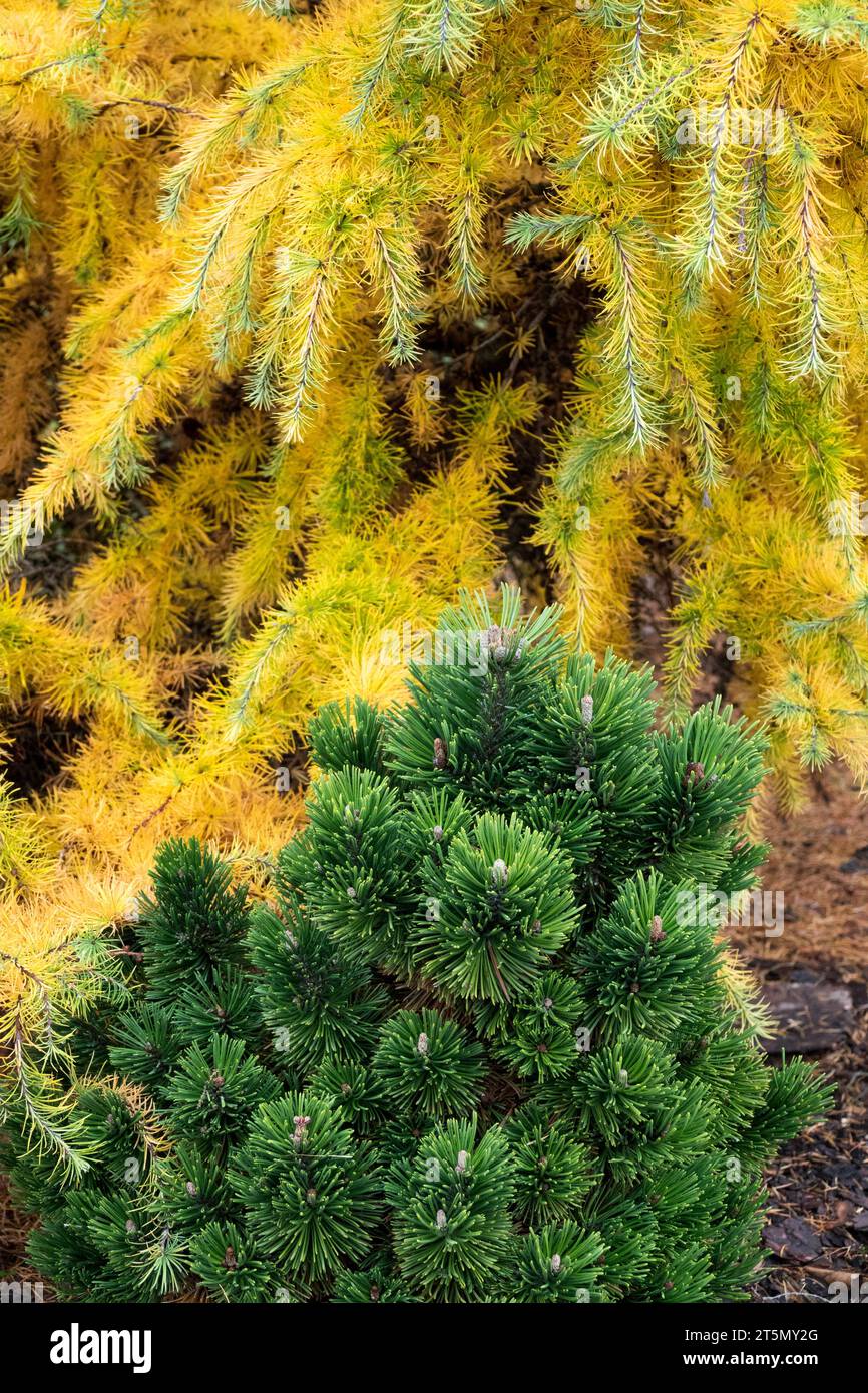 Kiefer, Pinus mugo „Mutation“, Nadelbäume, Laub, Nadeln, herbstlich, japanische Lärche im Garten Stockfoto