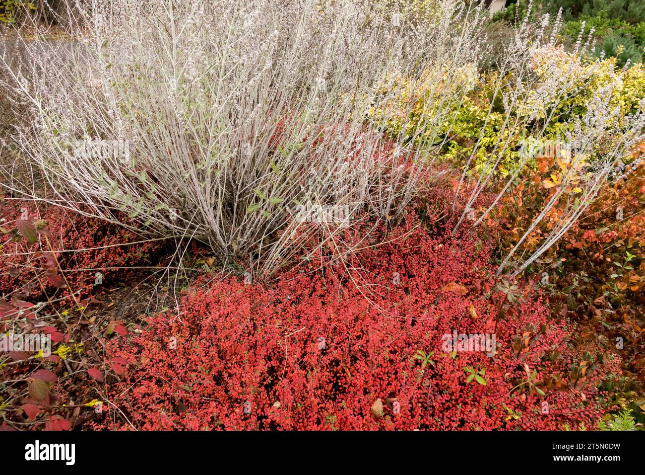 Russischer Salbei, Herbst, Perowskia atriplicifolia, Blattlose Stämme im Garten Perowskia Herbst Stockfoto