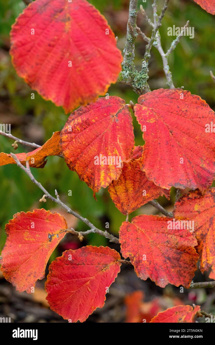 Rot, Blätter, Herbst, Farbe, Pflanze, Hamamelis x Intermedia Diane, Herbst, Laub, on, Branch Stockfoto