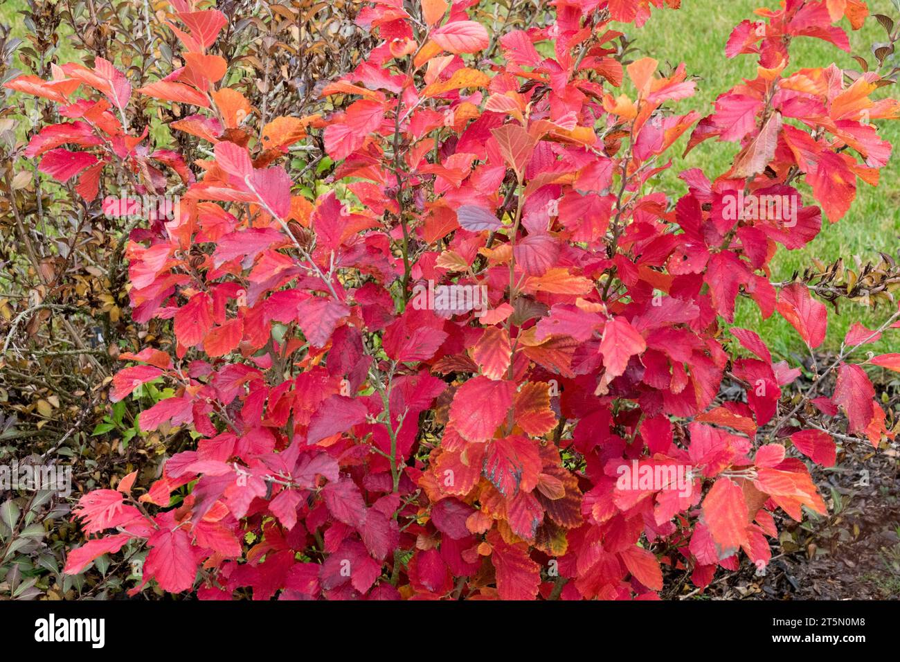 Ozark Hexenhazel, Hamamelis vernalis „Sandra“, Herbst, Rot, Sträucher Stockfoto