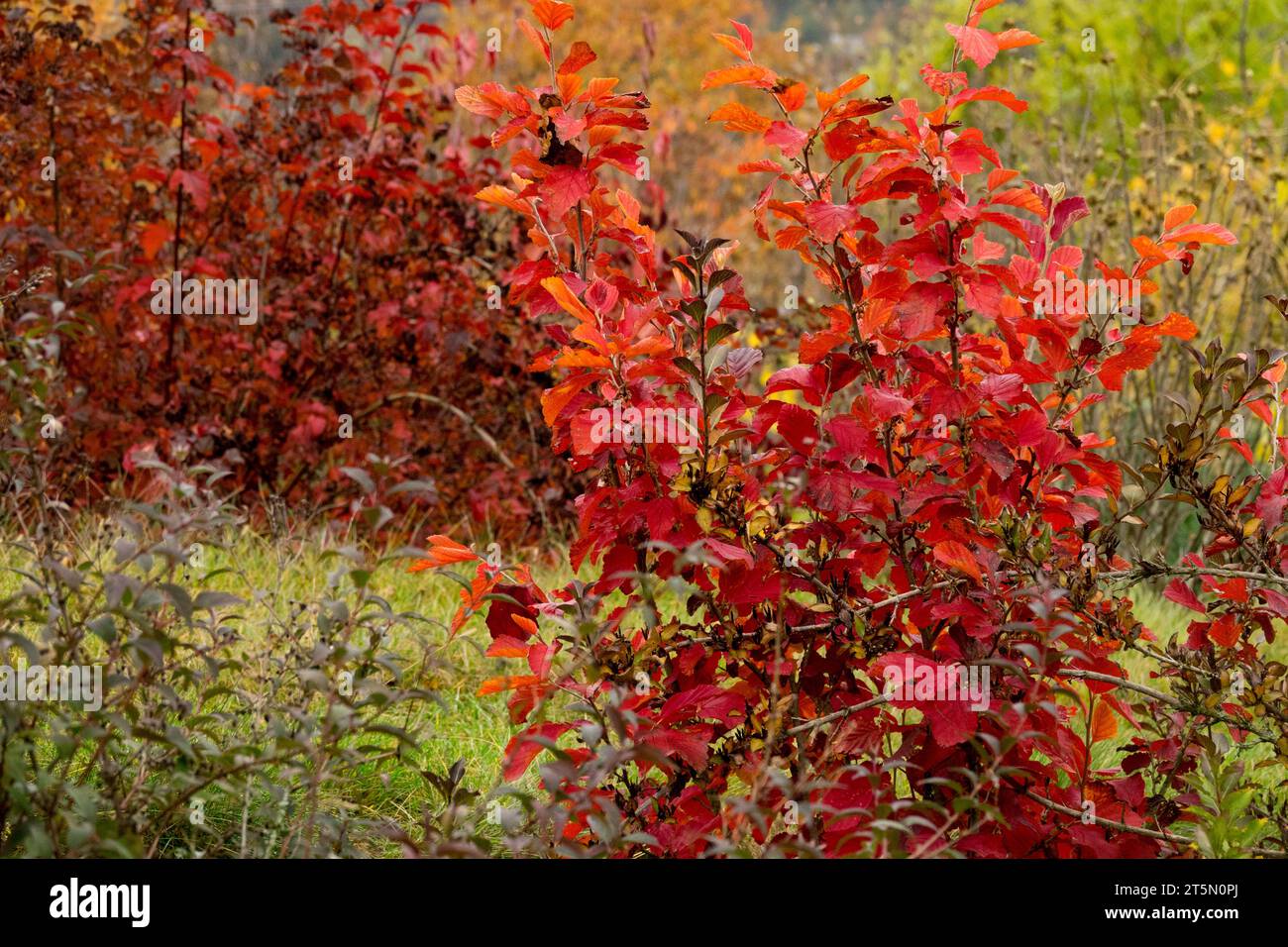 Rot drehen, Blätter, Garten, Rot, Laub, Sträucher, Herbst, Laub, Ozark Hexenhazel, Hamamelis vernalis „Sandra“ Stockfoto