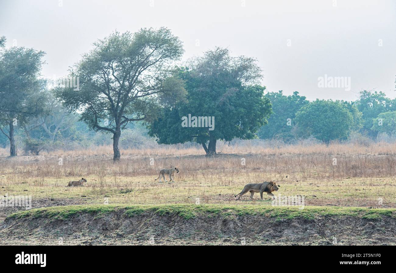 Die Hollywood Pride of Lions beginnen ihre Jagd nach AFRIKA SPANNENDE Bilder fangen den Moment ein, in dem eine Büffelherde den Tisch auf einen Stolz von mir dramatisch drehte Stockfoto