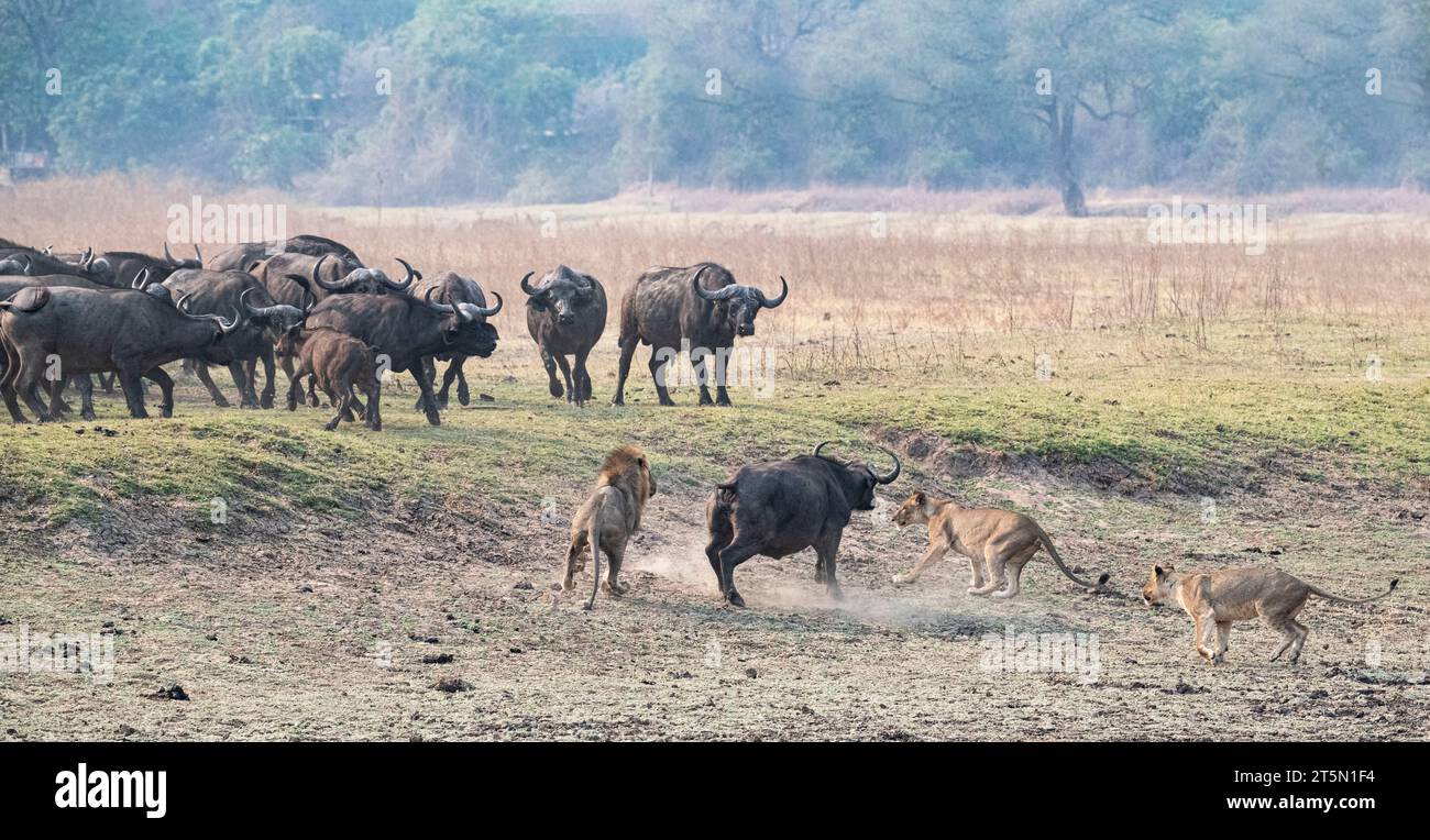 Clash of the Titans – Löwen und Büffel gehen Kopf an Kopf AFRIKA SPANNENDE Bilder halten den Moment fest, in dem eine Büffelherde den Tisch auf einem dramatisch gedreht hat Stockfoto