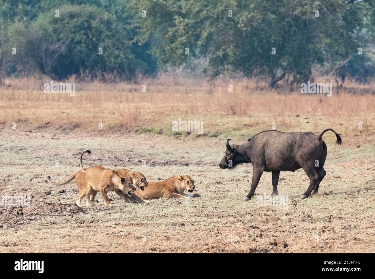 Löwe gegen das Buffalo AFRICA SPANNENDE Bilder halten den Moment fest, in dem eine Büffelherde den Stolz der Löwen dramatisch umdrehte Stockfoto
