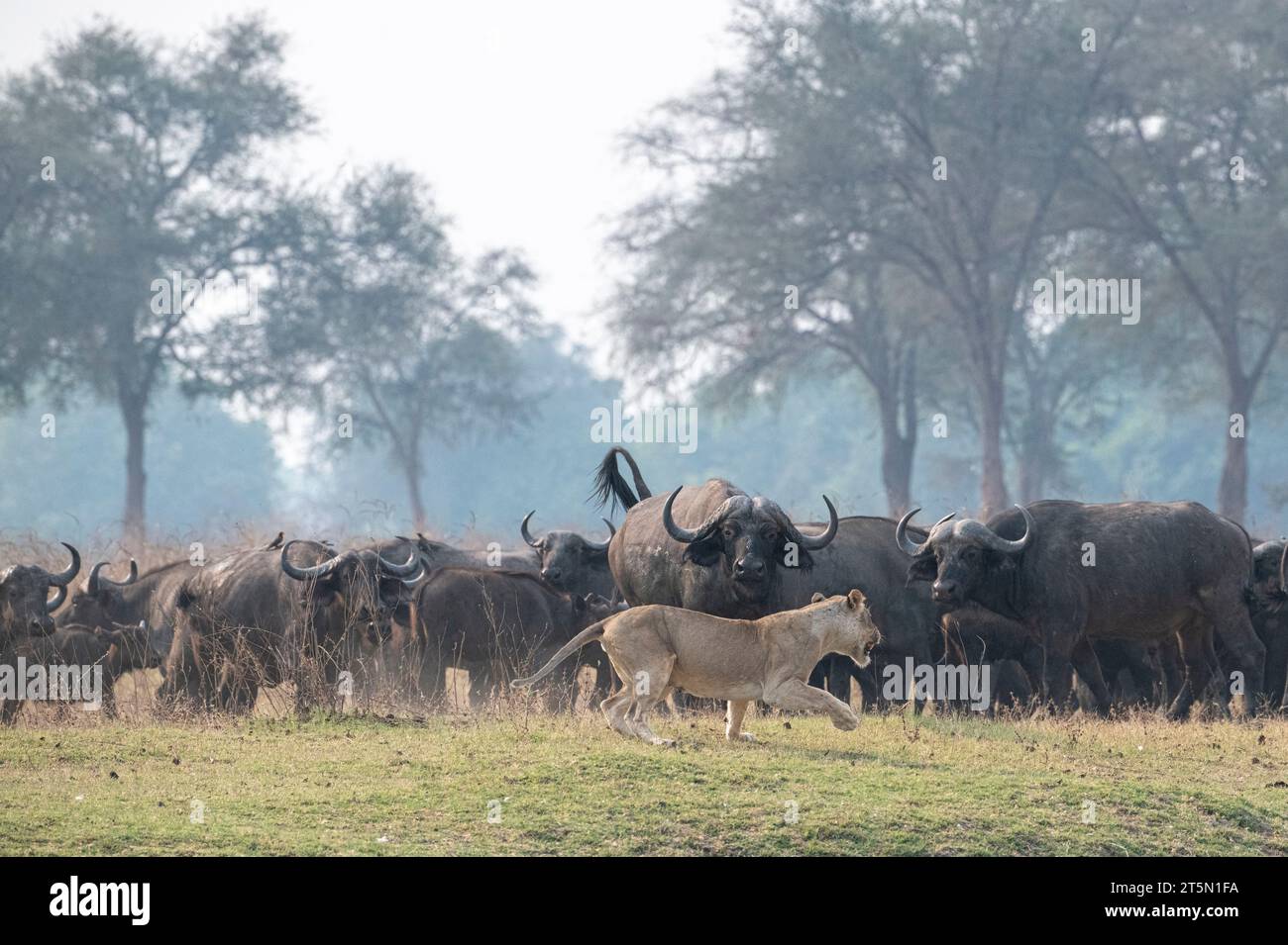 Buffalo dreht die Tische auf der Stolz geht Kopf an Kopf AFRIKA SPANNENDE Bilder halten den Moment fest, in dem eine Büffelherde die Tische auf einem PR dramatisch gedreht hat Stockfoto