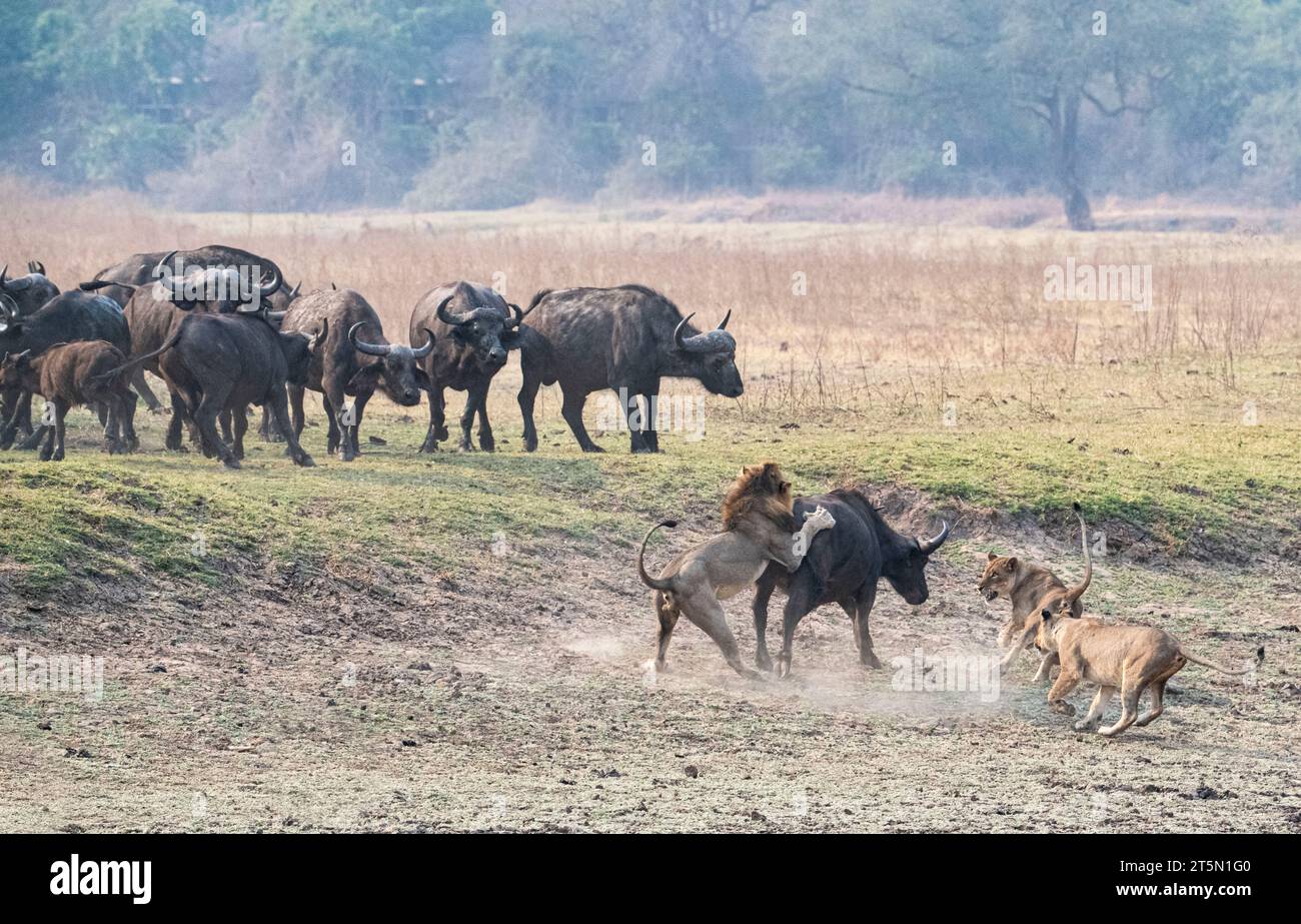 Clash of the Titans AFRICA SPANNENDE Bilder halten den Moment fest, in dem eine Büffelherde den Tisch auf einen Stolz von Löwen, den Stolz, dramatisch drehte Stockfoto