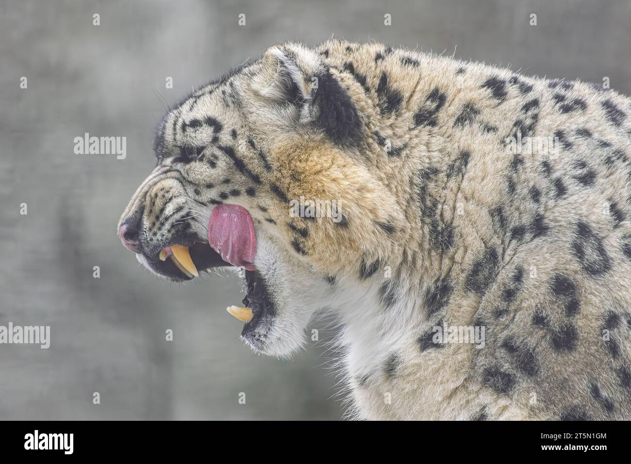 Snow Leopard (Panthera uncia), lecken mit offenem Mund, Seitenansicht Stockfoto