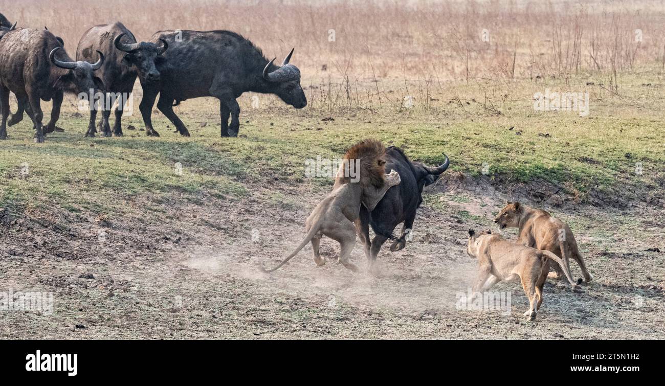 Löwen springt auf den Rücken des Büffels AFRIKA SPANNENDE Bilder halten den Moment fest, in dem eine Büffelherde den Tisch auf einen Stolz der Löwen dramatisch drehte Stockfoto