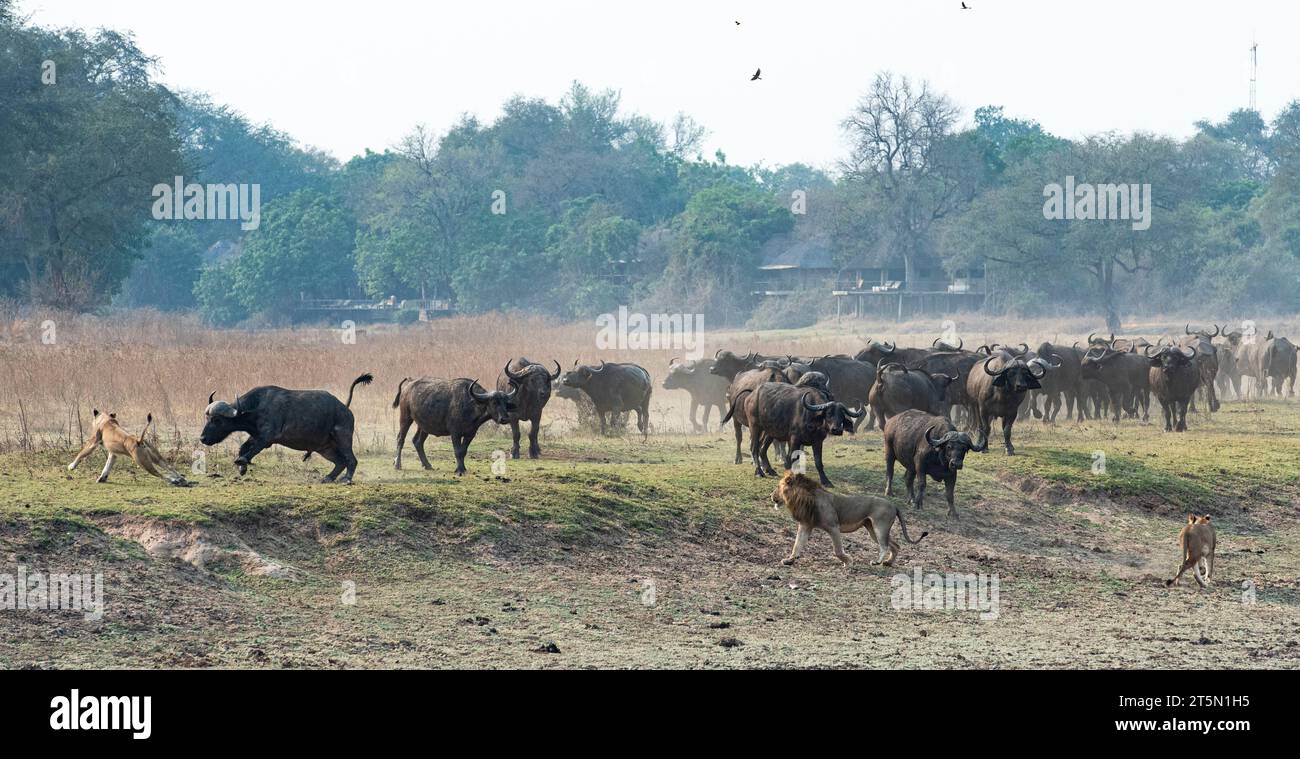 Die Herde jagt die Löwen nach AFRIKA AUFREGENDE Bilder halten den Moment fest, in dem eine Büffelherde den Tisch auf einen Stolz von Löwen der PR dramatisch drehte Stockfoto