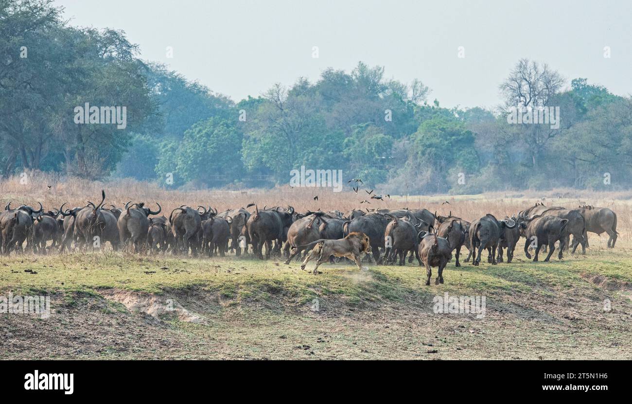 Der Stolz jagt der Herde AFRIKA SPANNENDE Bilder halten den Moment fest, in dem eine Büffelherde den Tisch auf einen Stolz von Löwen dramatisch drehte. Der Stolz k Stockfoto
