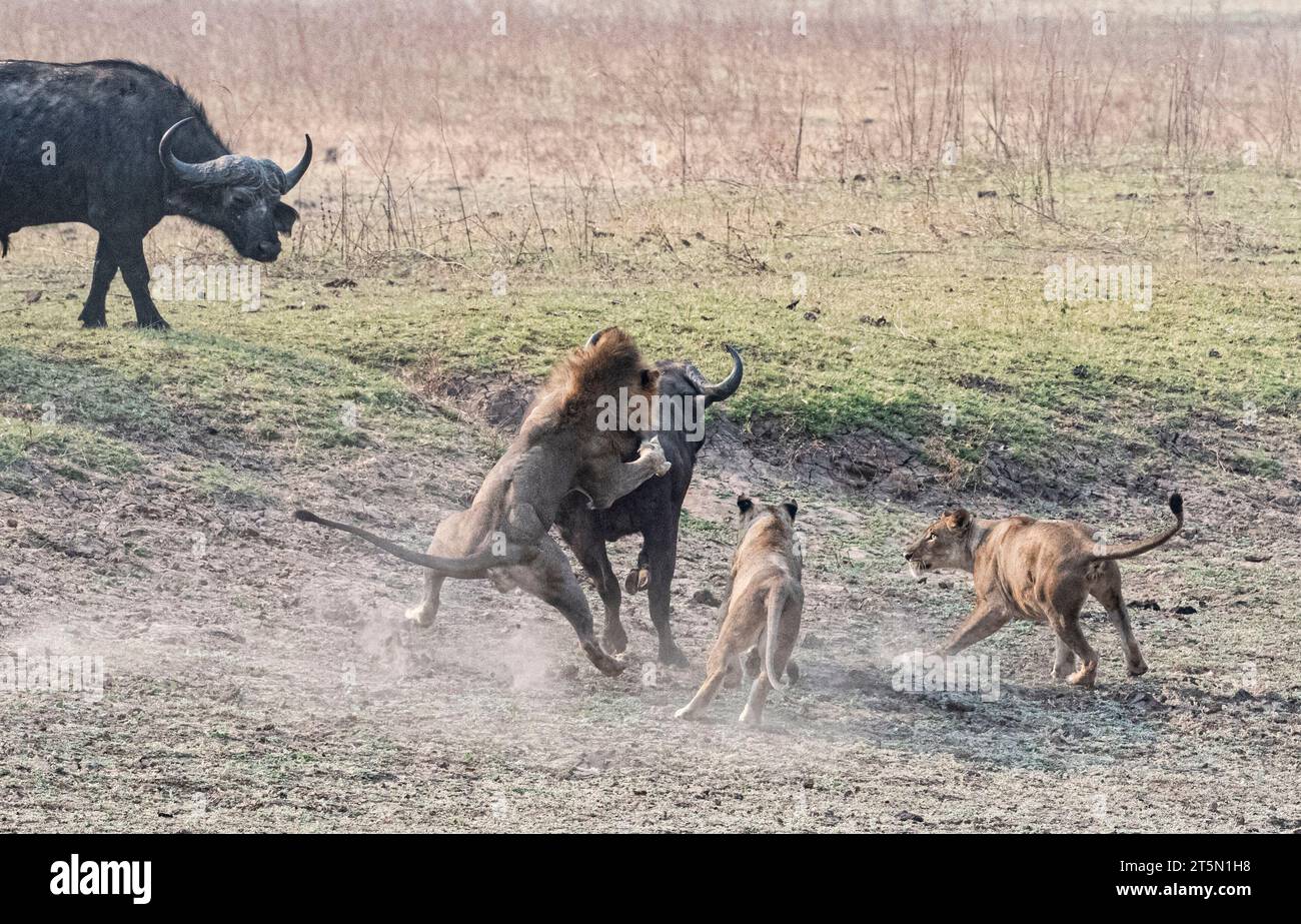 Der Stolz greift einen einsamen Buffalo Clash of the Titans an – Löwen und Büffel gehen zu HeadAFRICA SPANNENDE Bilder halten den Moment fest, in dem eine Büffelherde DRAM Stockfoto