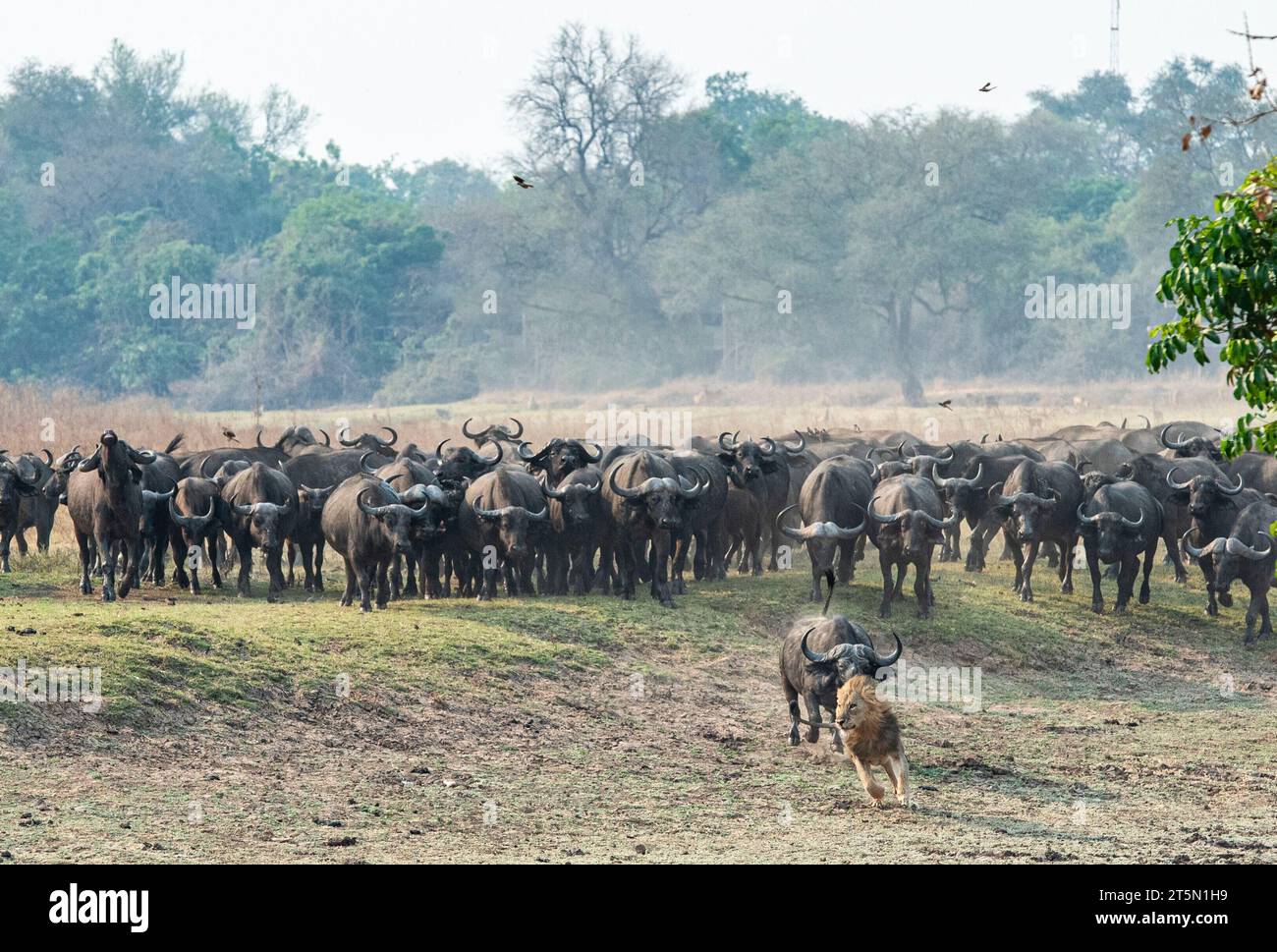 Büffel jagen den Löwen nach AFRIKA AUFREGENDE Bilder fangen den Moment ein, in dem eine Büffelherde den Tisch auf einen Stolz der Löwen, der prid, dramatisch drehte Stockfoto