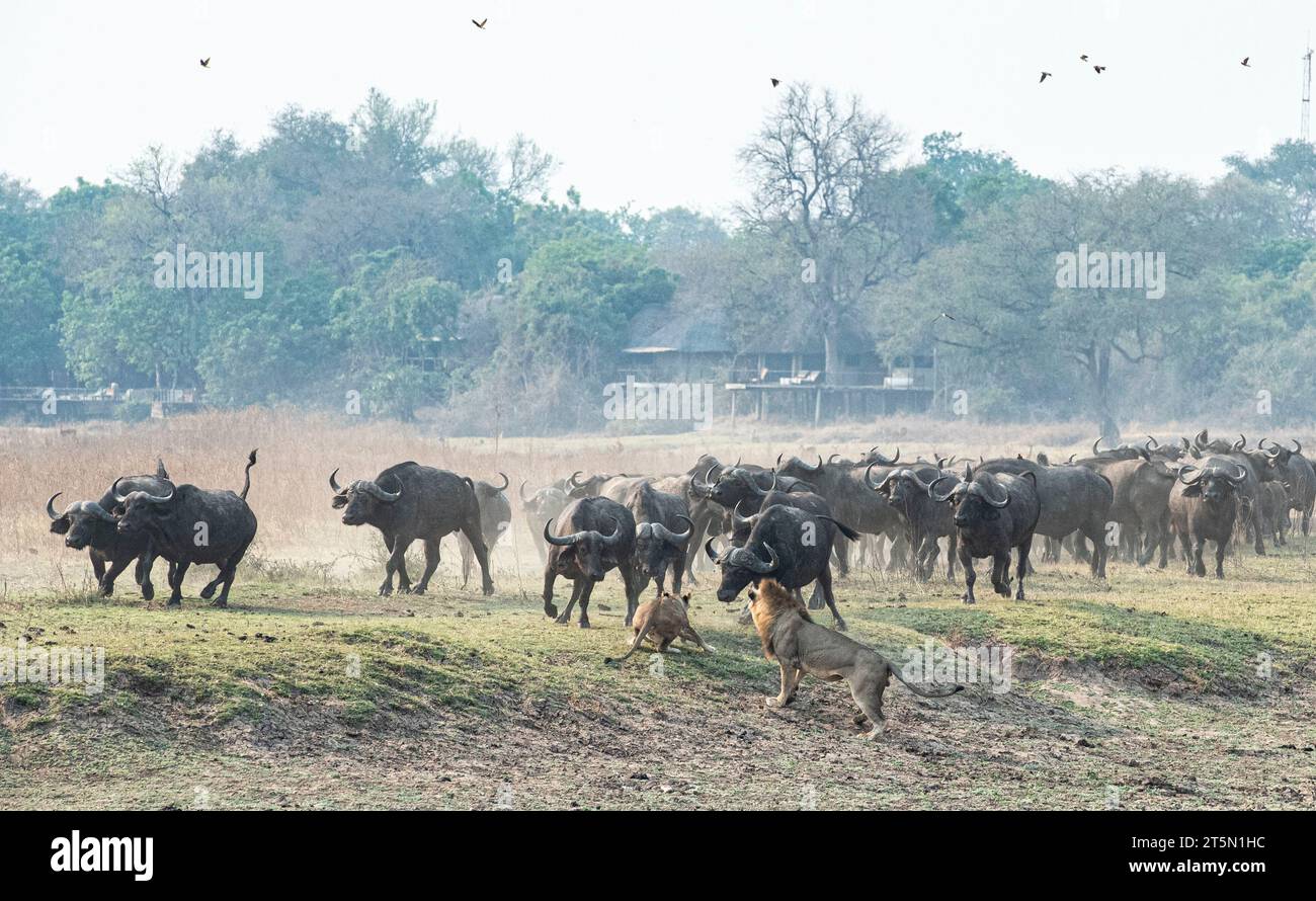Clash of the Titans – der Stolz auf die Büffelherde AFRIKA SPANNENDE Bilder halten den Moment fest, in dem eine Büffelherde die Tische auf einem dramatisch drehte Stockfoto