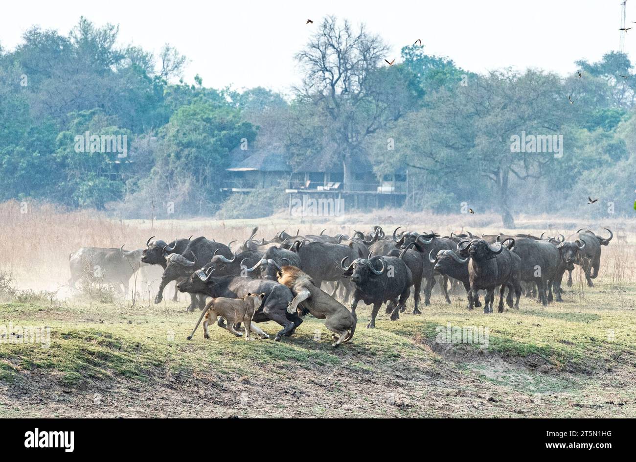 Der Stolz geht auf das BÜFFELAFRIKA SPANNENDE Bilder fangen den Moment ein, in dem eine Büffelherde den Tisch auf einen Stolz von Löwen, die prid, dramatisch drehte Stockfoto