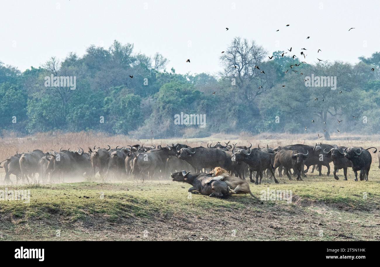 Löwe nimmt das Büffel-AFRIKA auf SPANNENDE Bilder halten den Moment fest, in dem eine Büffelherde den Tisch auf einen Stolz von Löwen dramatisch drehte. Der Stolz Stockfoto