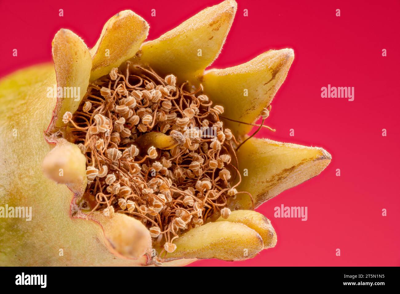 Makroaufnahme einer reifenden Granatapfelblüte mit vielen Staubblättern und einem Pistil vor rotem Hintergrund. Großartiger Hintergrund für Ihre Projekte. Stockfoto