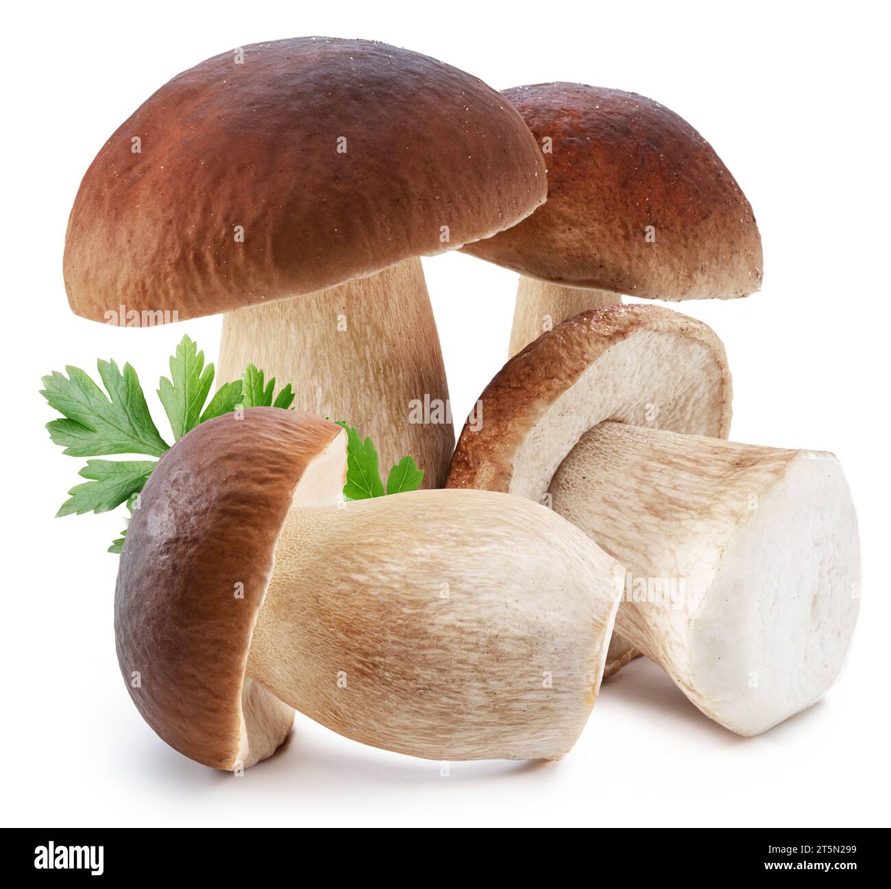 Stachelpilze und frische Petersilienblätter auf weißem Hintergrund. Stockfoto