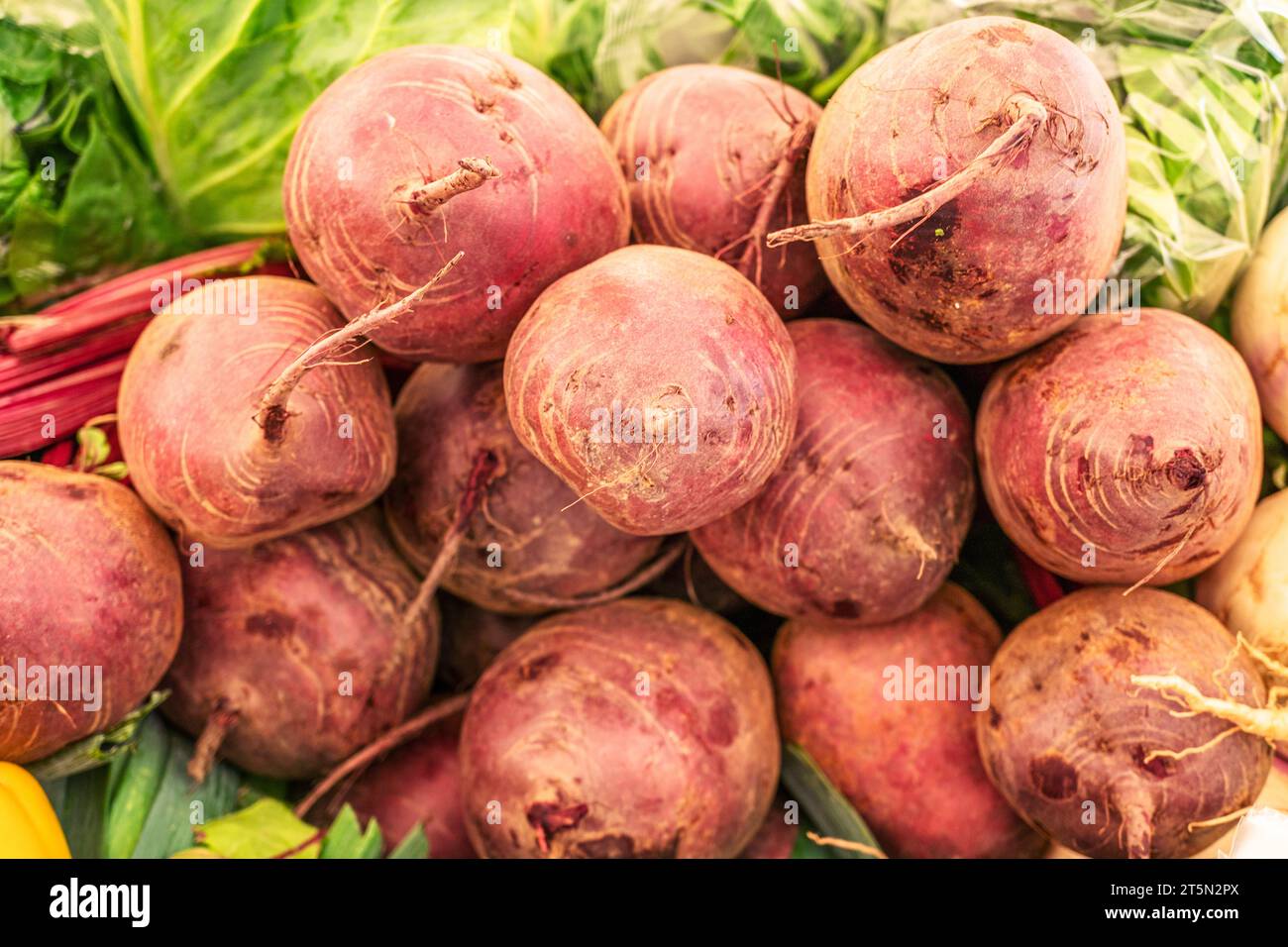 Ein Haufen frischer roter Bete auf dem Bauernmarkt. Stockfoto