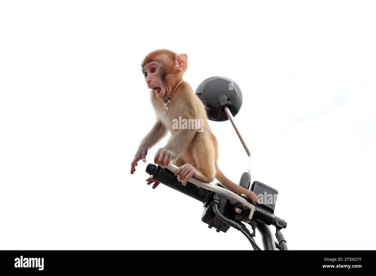Ein Affe spielt auf einem Motorrad im Luannan County, Provinz Hebei, China Stockfoto