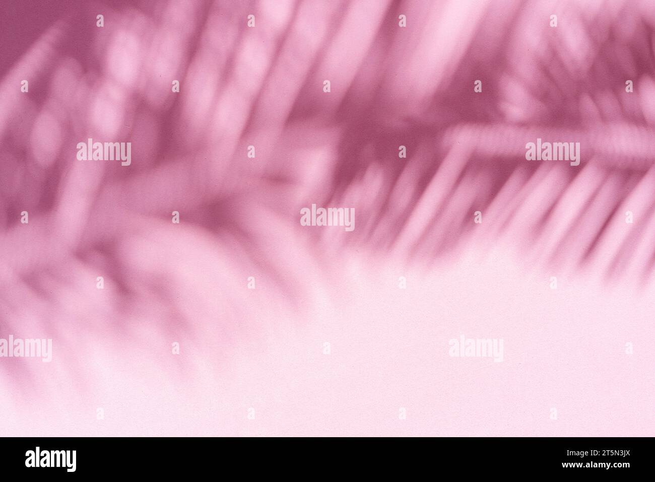 Verschwommener Schatten tropischer Palmenblätter auf rosa Wandhintergrund. Sommerkonzept. Stockfoto