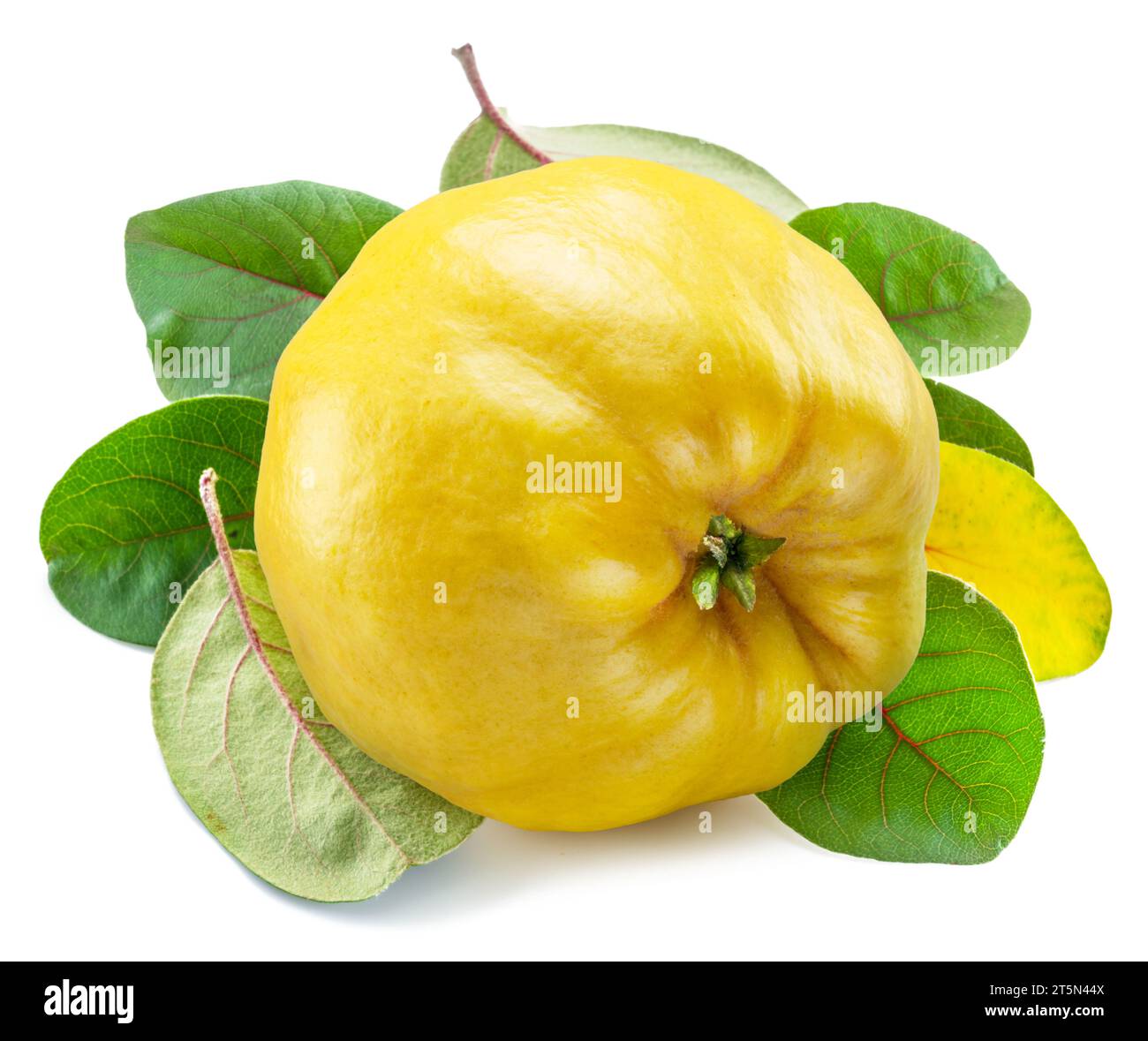 Reife Apfelquitte mit grünen Blättern isoliert auf weißem Hintergrund. Stockfoto