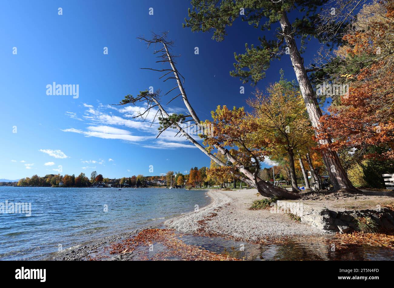Tutzing, Bayern, Deutschland 06. November 2023: Ein Herbsttag in Tutzing Landkreis Starnberg. Hier der Blick von der Brahmspromenade auf den bekannten schiefen Baum Palme das Ufer und Färbung, Laub, Herbstbild, sowie den Starnberger See,Tourismus, spazieren, wandern,wärme *** Tutzing, Bavaria, Deutschland 06 November 2023 ein Herbsttag im Stadtteil Tutzing Starnberg hier der Blick von der Brahmspromenade auf die berühmte Schiefe Baumpalme das Ufer und Färbung, Laub, Herbstbild, sowie Starnberger See, Tourismus, Wandern, Wärme Stockfoto Tutzing, Bayern, Deutschland 06. November 2023: Ein Herbsttag in Tutzing Landkreis Starnberg. Hier der Blick von der Brahmspromenade auf den bekannten schiefen Baum Palme das Ufer und Färbung, Laub, Herbstbild, sowie den Starnberger See,Tourismus, spazieren, wandern,wärme *** Tutzing, Bavaria, Deutschland 06 November 2023 ein Herbsttag im Stadtteil Tutzing Starnberg hier der Blick von der Brahmspromenade auf die berühmte Schiefe Baumpalme das Ufer und Färbung, Laub, Herbstbild, sowie Starnberger See, Tourismus, Wandern, Wärme Stockfoto