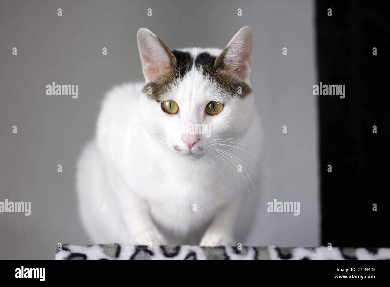 Süße japanische Bobtail-Katze, die auf einem Katzenturm mit Leopardenmuster spielt Stockfoto