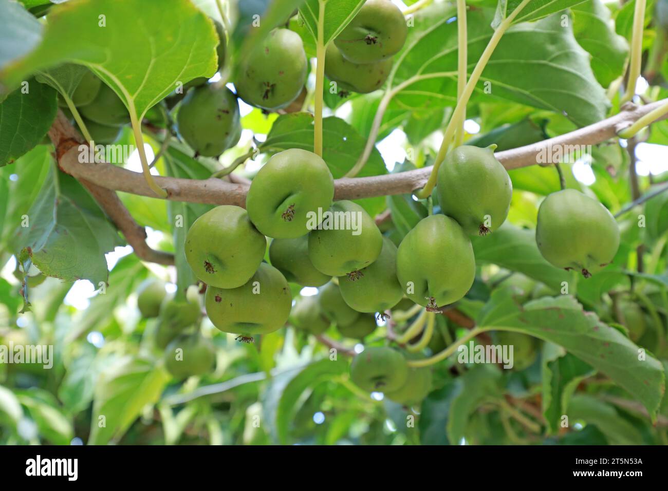 Actinidia arguta an den Ästen Stockfoto
